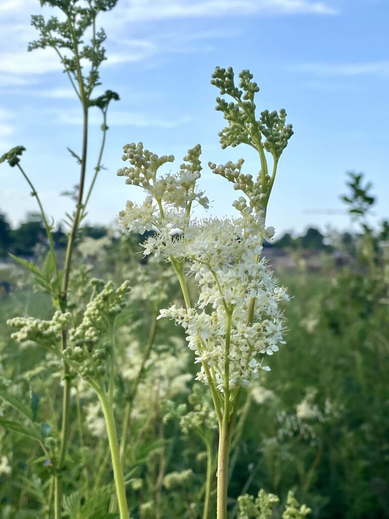 Älgört