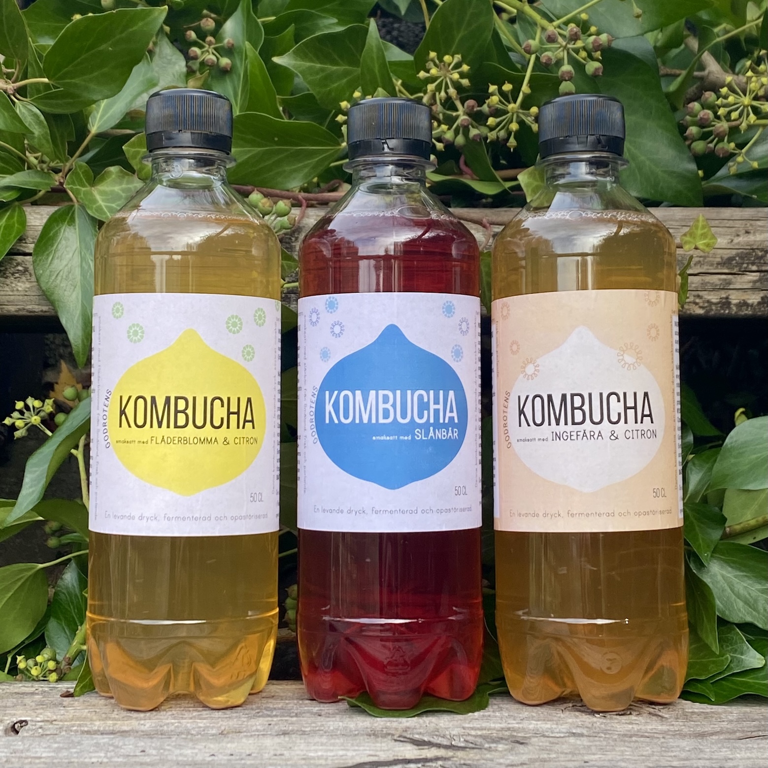 Godrotens kombucha