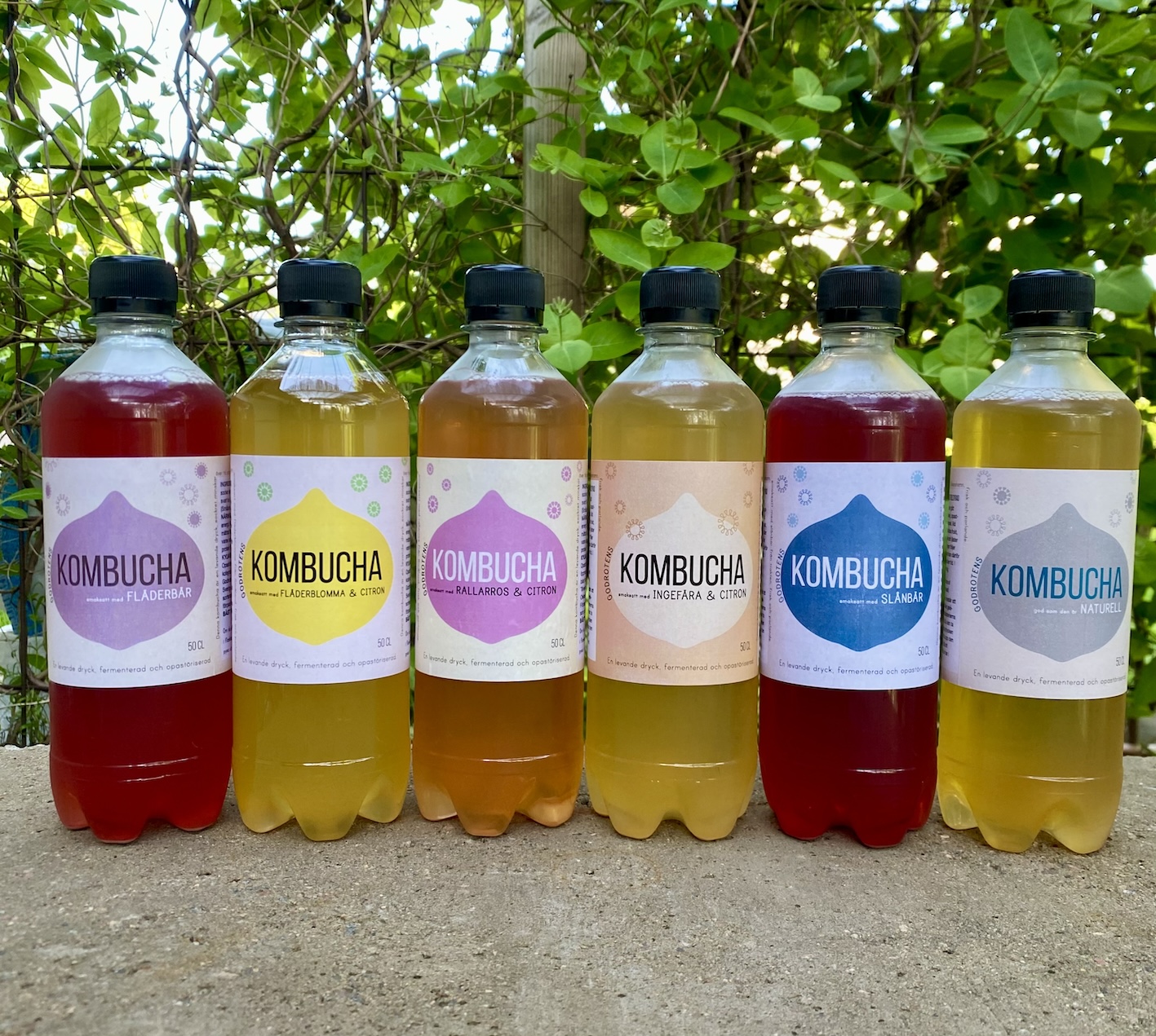 Godrotens kombucha